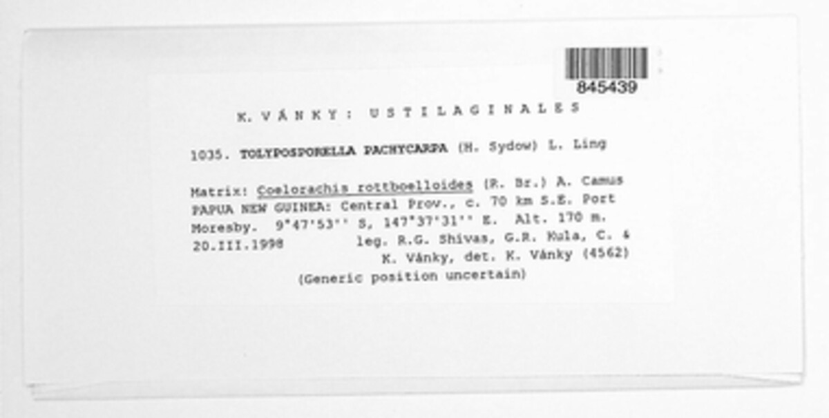 Mycosarcoma pachycarpum image